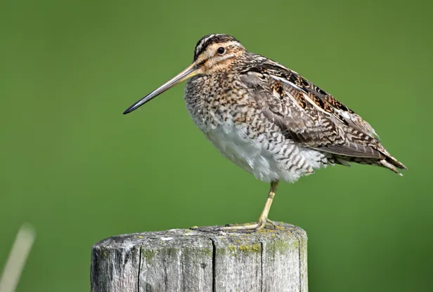 Watersnip