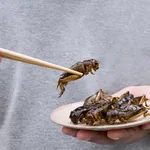 insecten eten