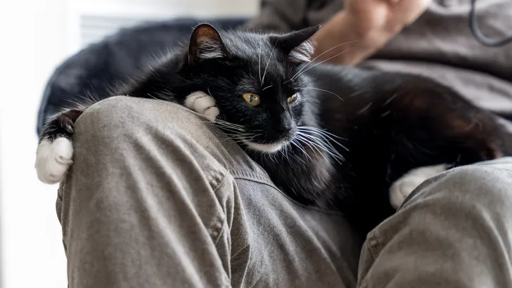 Kat op schoot