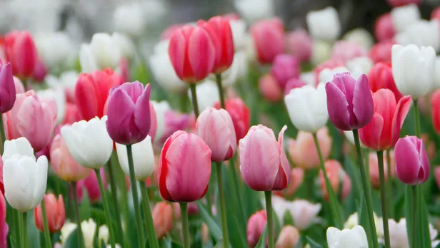 Tulpen