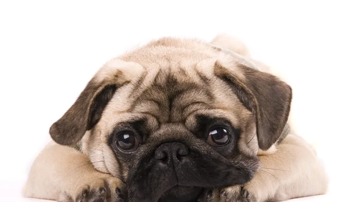 Het eerste pug café in Nederland opent zondag voor één dag zijn deuren