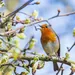 Zingende vogels helpen stress te verlagen