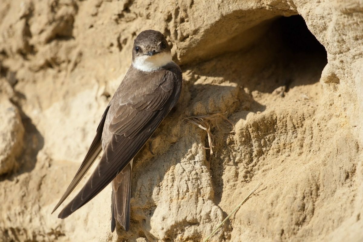 Nieuwe zwaluwwand in Drenthe: broedplek voor tientallen oeverzwaluwen