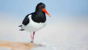 Scholekster