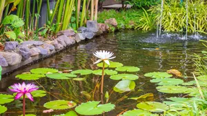 water lily or lotus flower in the garden pond