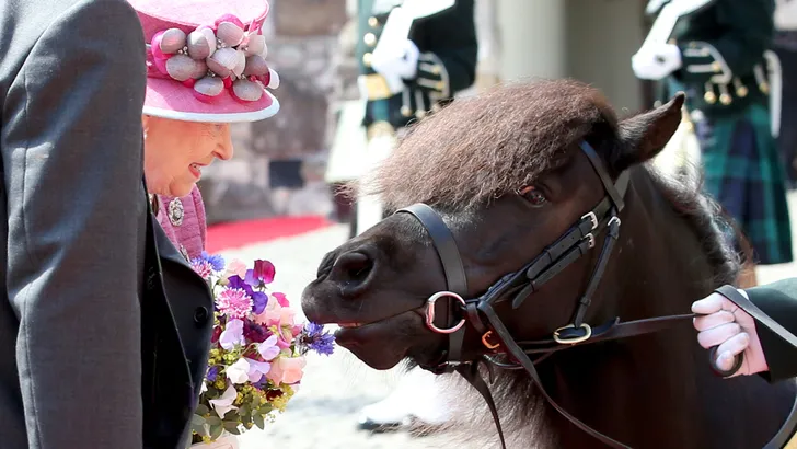 VIDEO: queen versus pony