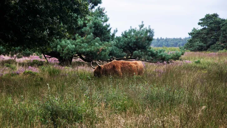 Hijkerveld