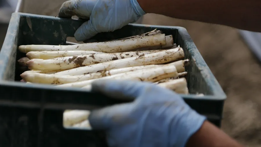 Witte asperges