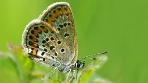 Silver Studded Blue