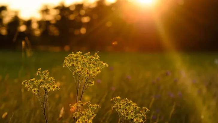 Wild flowers into a sunset sky