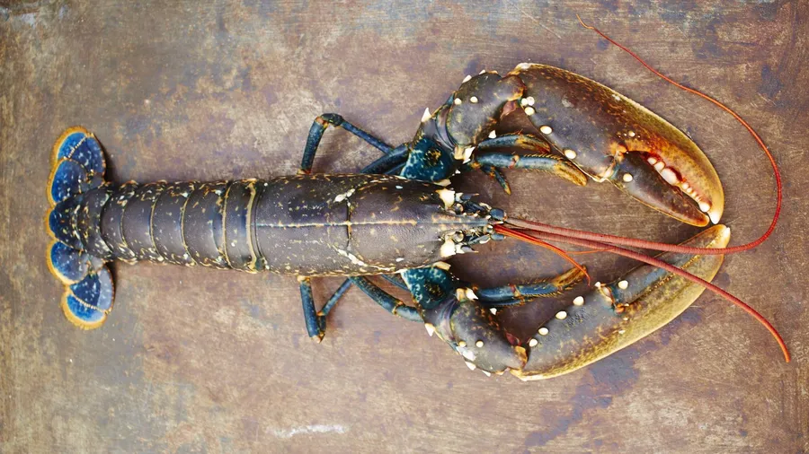 Lobster, David Loftus