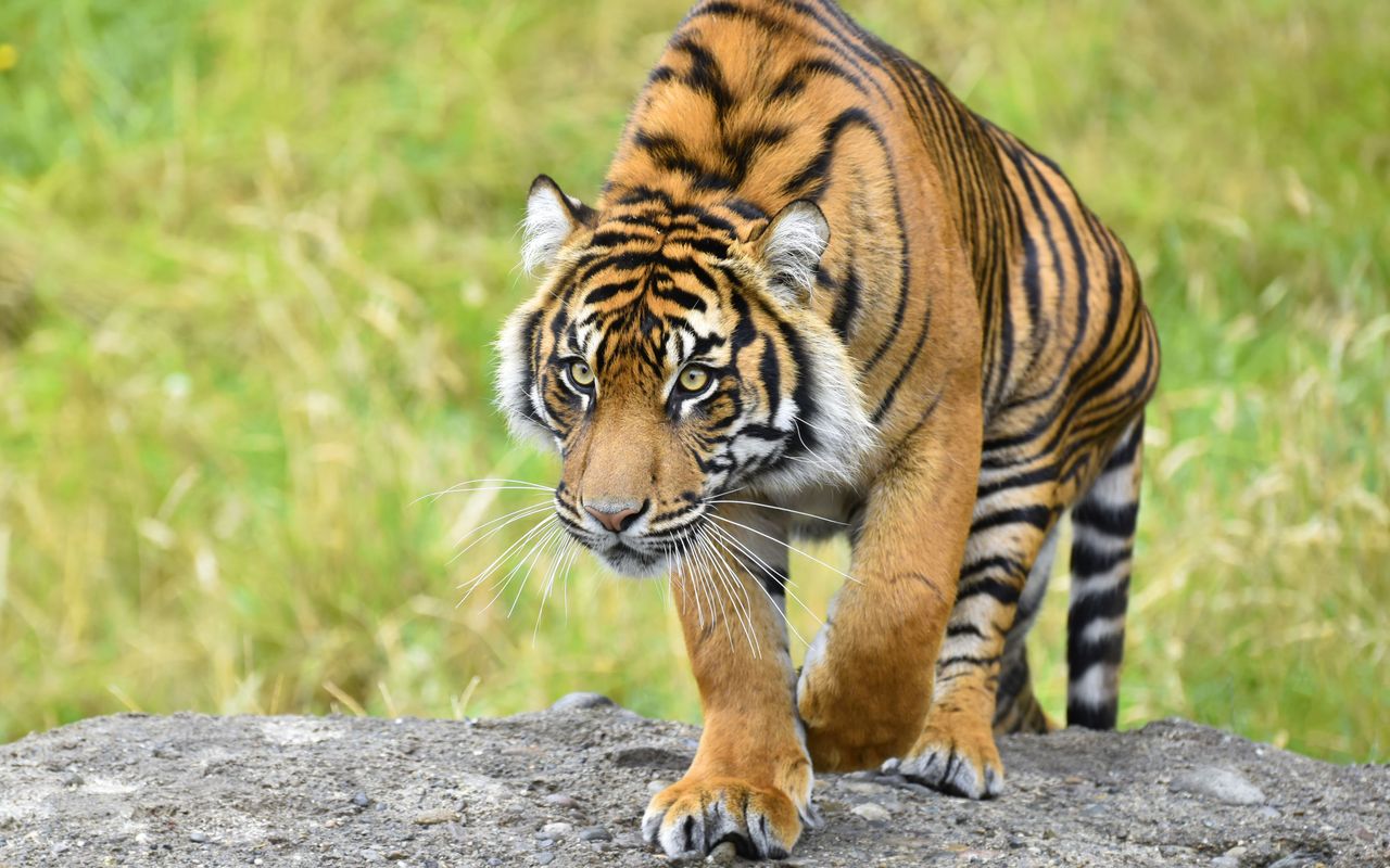 Banket ritme Maladroit Lonely Planet | Aantal wilde Sumatraanse tijgers is gegroeid