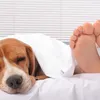 Science says: je kunt beter naast een hond slapen dan naast een mens