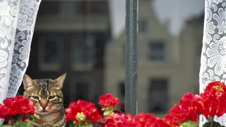 Kruip nooit achter een geranium