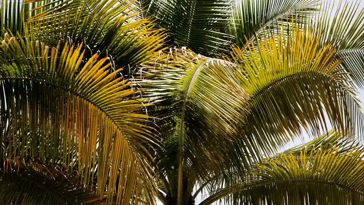 Sunny Getaway: Jamaica