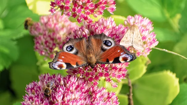 Een dagpauwoog vlinder op een roze plant