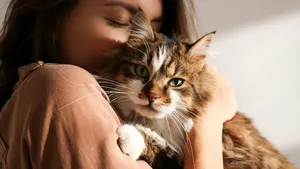 Portrait of young woman holding cute siberian cat with green eyes. Female hugging her cute long hair kitty. Background, copy space, close up. Adorable domestic pet concept.