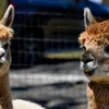 Quiz | Upcomings Grote Alpaca Quiz: hoeveel weet jij eigenlijk van alpaca's?
