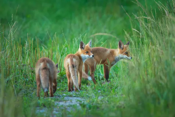 Jonge vossen