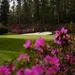 Azalea's