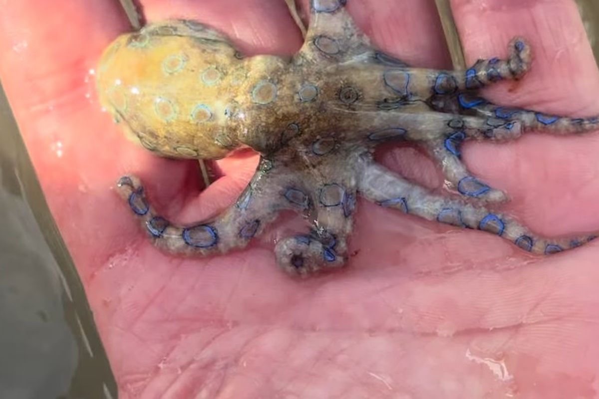 Dodelijk schattig: 5 dieren die je op vakantie absoluut niet moet aaien