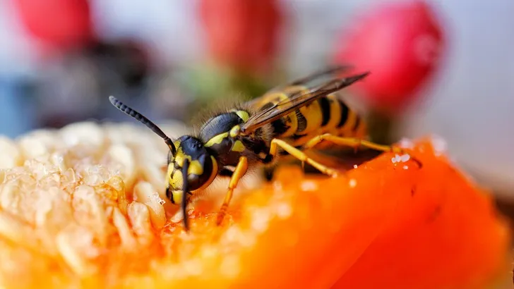 Bereid je mentaal voor op (nog) meer wespen