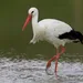 Ooievaar