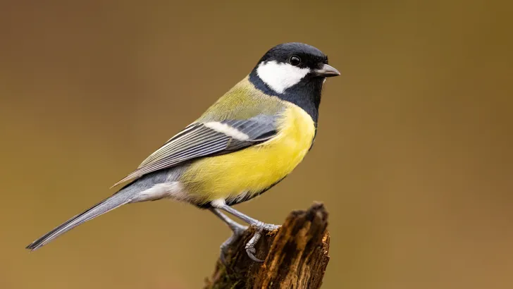 Waarom je kool- en pimpelmezen kunt helpen met een eierschaal