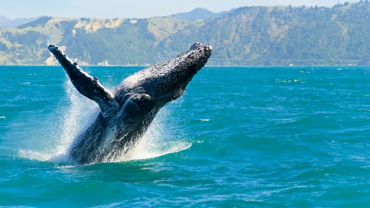 Zwemmen met walvissen? Het kan in IJsland