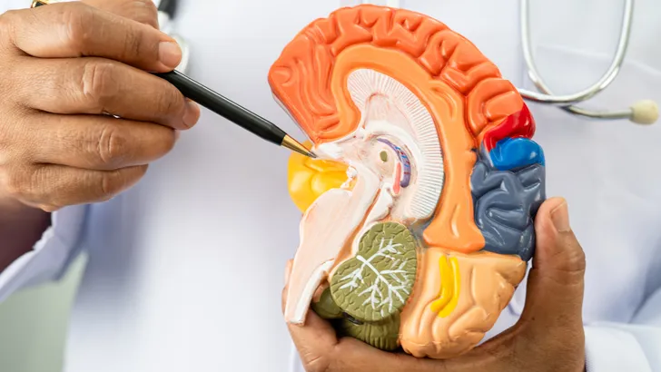 De verrassende link tussen je lever en je brein: hoe beweging helpt tegen Alzheimer