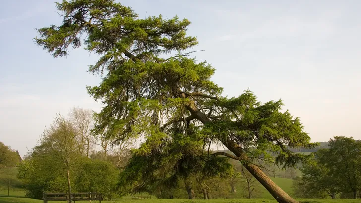 storm bossen gevaarlijk