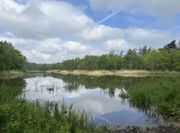 De Amazonevijver in de Vegelinbossen bij Sint Nicolaasga