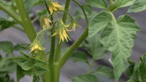 tomaten bloeien wel maar geven geen vrucht