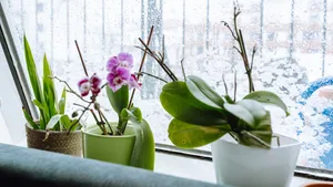 Vitale groene kamerplanten in vensterbank van woonkamer tijdens de winter, die de luchtvochtigheid en een gezond binnenklimaat bevordert.