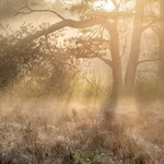 golden sunrise light in foggy forest