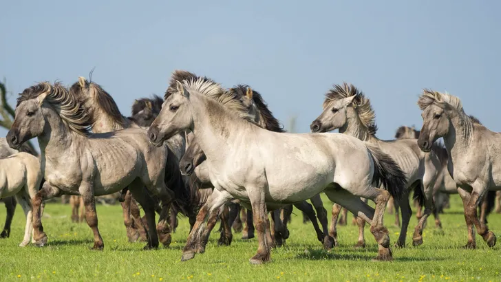 Group of running wild konik horses on a sunny day with blue sky and green grass