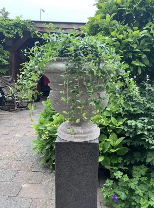Marktplaats