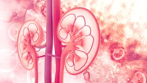 Human kidney cross section nieren