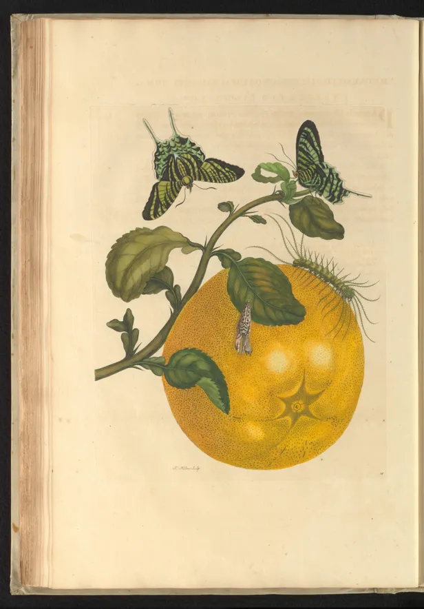 Pompelmoes (Citrus maxima).