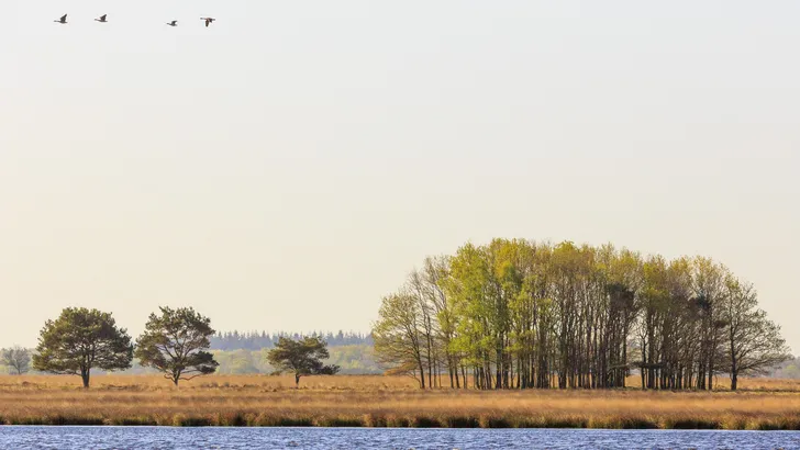 Dwingelderveld