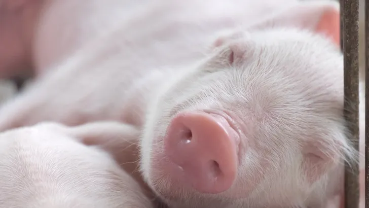 Beau Pets: mini-varkentje met parelkettingen en roze hoedjes