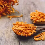 dried cordyceps militaris mushroom on wooden spoon.