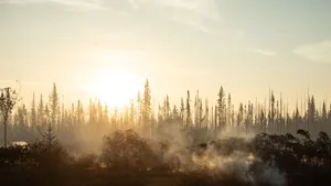 De Canadese bossen, bron van schadelijke middelen