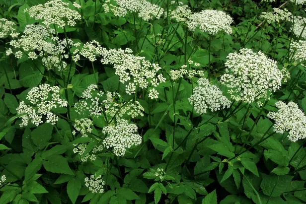 Wildplukken in de zomer