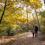 People walking in woods, fall in Netherlands