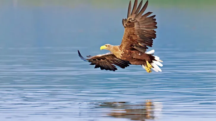 Seeadler