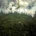 Bosbrand Amazone