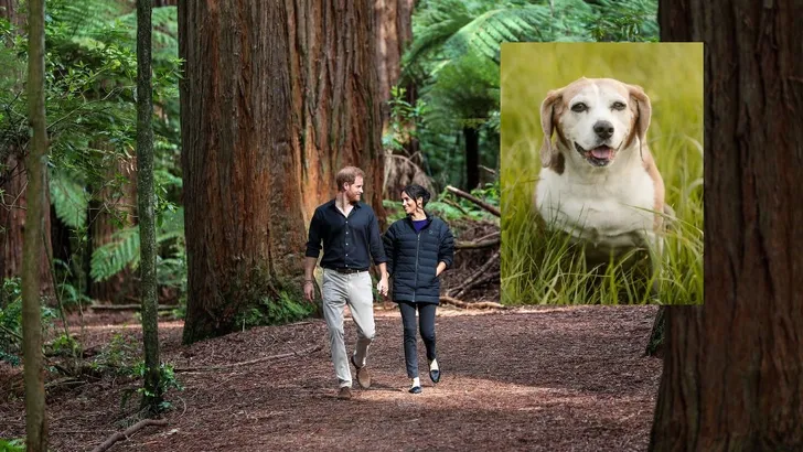 Uit fokfabriek geredde Mia woont nu bij Meghan en Harry 