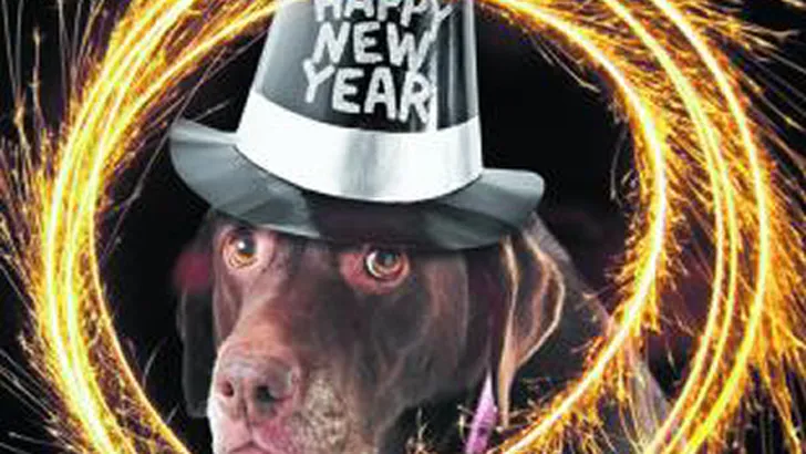 Hoe bereid je je hond voor op Oudjaarsavond?