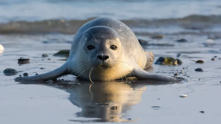 Common seal known also as Harbour seal (Phoca vitulina) pup lyin